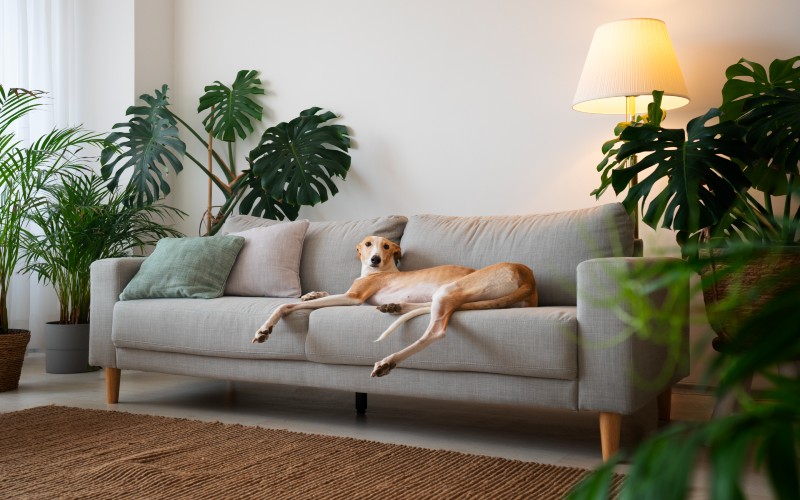 Adorable-greyhound-dog-home-couch.jpg